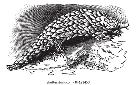 Chinese Pangolin Or Manis Pentadactyla, Vintage Engraving. Old Engraved Illustration Of Chinese Pangolin. Trousset Encyclopedia (1886 - 1891).