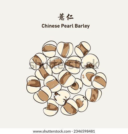 chinese pearl barley, job's tears 生熟薏米, hand drawn traditional chinese herbal medicine. Vector EPS 10 商業照片 © 
