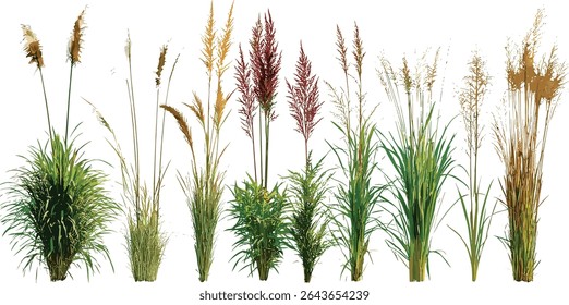 Pennisetum chinês, grama fonte de rabo de raposa, grama fonte anã, Pennisetum alopecuroides, gramíneas decorativas, plantas de paisagismo de jardim, espécies de grama perene, ilustração vetorial.