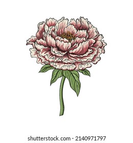 Chinese peony flower isolated on white background. Vector illustration. Peony Realistic.Hand drawn vector illustration.