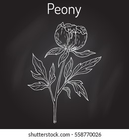 Chinese peony (Paeonia lactiflora), medicinal plant. Hand drawn botanical vector illustration
