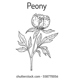Chinese peony (Paeonia lactiflora), medicinal plant. Hand drawn botanical vector illustration