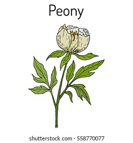 67 ilustraciones de Paeonia lactiflora - Ilustraciones, imágenes y vectores  de stock | Shutterstock