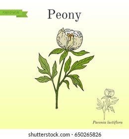 Chinese peony (Paeonia lactiflora), medicinal plant. Hand drawn botanical vector illustration