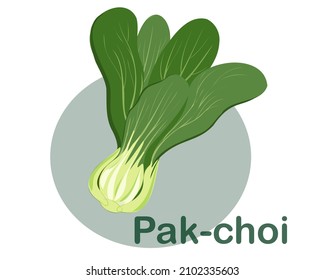 Chinese petiole cabbage or Bok choy or  Pak choi isolated on white background. Hand drawing flat vector illustration