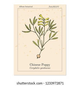 Chinese poppy (Corydalis yanhusuo), medicinal plant. Hand drawn botanical vector illustration