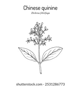 Quinina chinesa (Dichroa febrifuga), planta medicinal. Ilustração vetorial botânica desenhada à mão