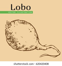 Chinese radish (lobo) isolated on biege  background. Useful vitamins ingredient for salads. Chinese cuisine.  Margelan Radish vector illustration on engraved style .