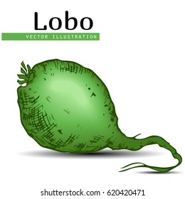 Chinese radish (lobo) isolated on white background. Useful vitamins ingredient for salads. Chinese cuisine.  Margelan Radish vector illustration on engraved style .
