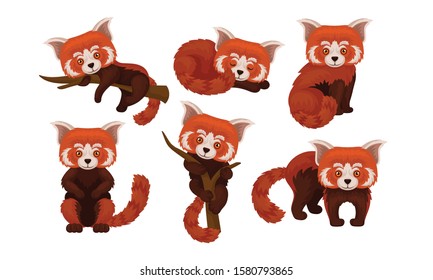 Chinese Red Panda Isolated on White Background Vector Set