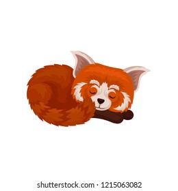 Chinese red panda sleeping, cute fluffy wild animal vector Illustration i on a white background