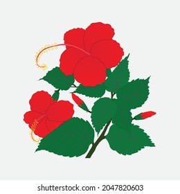 Chinese Rose, Rose mallow, Chinese hibiscus Illustration
