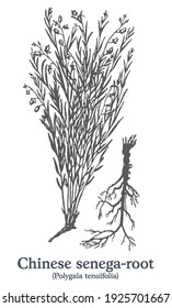 Chinese senega-root. Vector hand drawn plant. Vintage medicinal plant sketch.