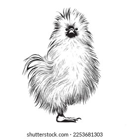 Chinese silkie hen chicken hand drawn sketch Vector illustration.