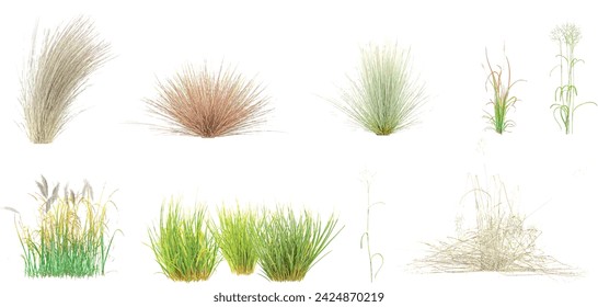 Chinese silver grass,Vetiver,Needle grasses,Lawn Grass,Red Baron Grass isolated on white background