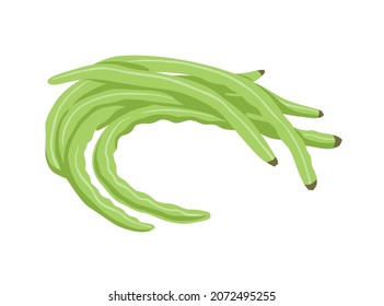 Chinese Snake Beans, Yardlong Beans, Asparagus, Long-podded cowpea. Green asian vegetable, cooking ingredient. Hand drawn flat vector illustration.