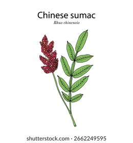 Sumaco chinês ou noz-moscada (Rhus chinensis), planta medicinal e ornamental. Ilustração vetorial botânica desenhada à mão