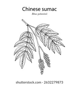 Chinese sumac (Rhus potaninii), medicinal plant. Hand drawn botanical vector illustration