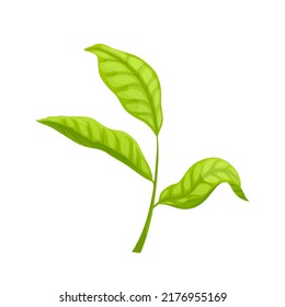 chinese tea leaf cartoon. herbal branch, bud steam, fresh drink chinese tea leaf vector illustration