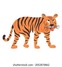 Chinese tiger shows his tongue. Wild predator king of beasts. Animal vector illustration flat cartoon style