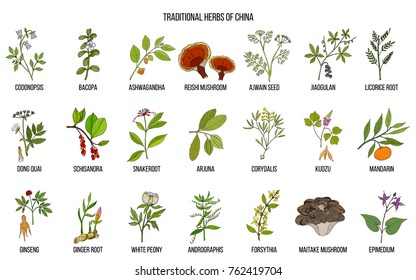 Chinese traditional medicinal herbs. Hand drawn vector set