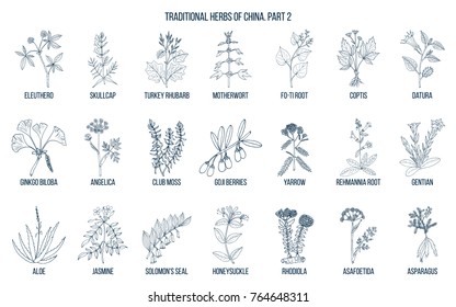Chinese traditional medicinal herbs. Hand drawn vector set