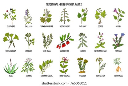 Chinese traditional medicinal herbs. Hand drawn vector set, part 2