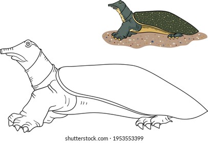 Chinese turtle Trionyx stands on the sand, stretching his neck. Coloring book