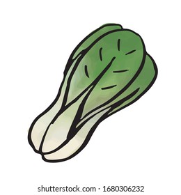 Chinese vegetable - bok choy (watercolor vector)