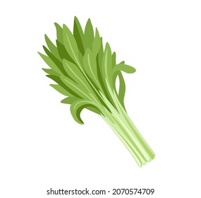Chinese water spinach, ong choy. Fresh leafy green vegetable. Asian ingredient. Healthy natural vegetarian food. Hand drawn flat vector illustration.