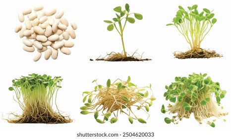chinese white bean sprouts isolated white background