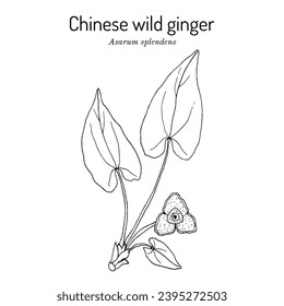 Chinese wild ginger (Asarum splendens), ornamental and edible plant. Hand drawn botanical vector illustration