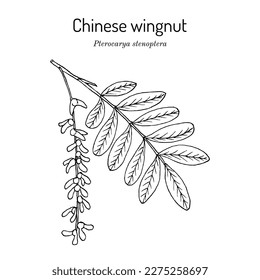Chinese wingnut (Pterocarya stenoptera), ornamental and medicinal plant. Hand drawn botanical vector illustration