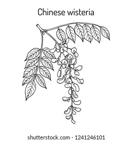 Chinese wisteria (Wisteria sinensis), ornamental and medicinal plant. Hand drawn botanical vector illustration svg