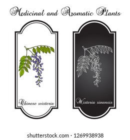 Chinese wisteria (Wisteria sinensis), ornamental and medicinal plant. Hand drawn botanical vector illustration svg