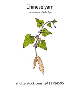 Chinese yam or cinnamon-vine (Dioscorea polystachya), edible and medicinal plant. Hand drawn botanical vector illustration