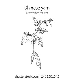 Chinese yam or cinnamon-vine (Dioscorea polystachya), edible and medicinal plant. Hand drawn botanical vector illustration