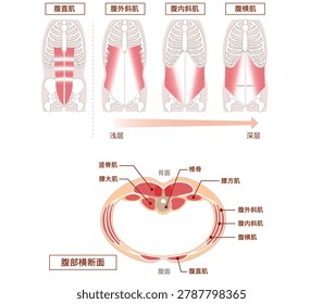 Chinese:Illustration of positional structure and overlap of abdominal muscle groups Illustration Frontal and cross-sectional views[
Translation]abdominal, muscle, rectus abdominis, Frontal view, cross-sectional view