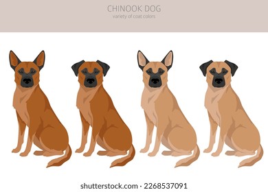 Chinook dog clipart. Different poses, coat colors set.  Vector illustration