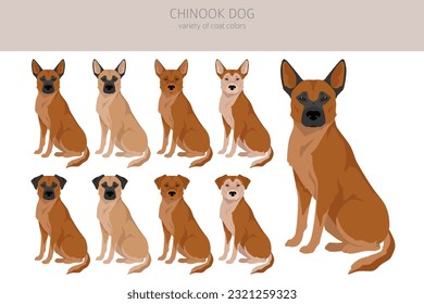 Chinook dog clipart. Different poses, coat colors set.  Vector illustration