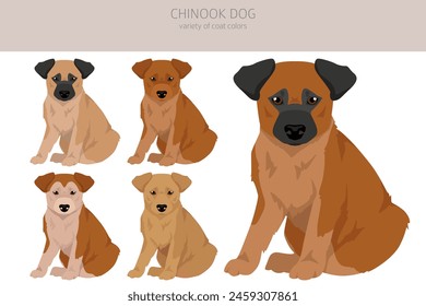 Chinook dog puppy clipart. Different poses, coat colors set.  Vector illustration