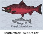 Chinook (King) Salmon. Vector illustration with refined details and optimized stroke that allows the image to be used in small sizes (in packaging design, decoration, educational graphics, etc.)