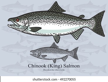 Chinook (Rei) Salmão. Ilustração vetorial com detalhes refinados e traçado otimizado que permite que a imagem seja usada em tamanhos pequenos (em design de embalagens, decoração, gráficos educativos, etc.)