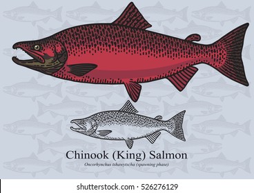 Chinook (King) Salmon. Vector illustration with refined details and optimized stroke that allows the image to be used in small sizes (in packaging design, decoration, educational graphics, etc.)