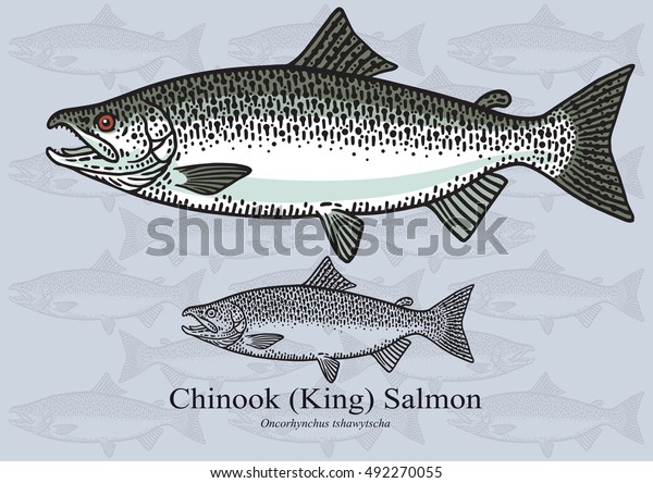 Chinook (King) Salmon. Vector illustration with\
refined details and optimized stroke that allows the image to be\
used in small sizes (in packaging design, decoration, educational\
graphics, etc.)