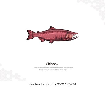 Chinook Salmon arte vetorial para decoração de parede. imagens animais realistas. Animais marinhos desenhados à mão isolados. para decoração de quartos, eventos, etc