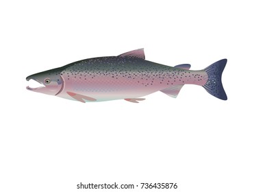 Chinook salmon vector. Vector illustration isolated on a white background