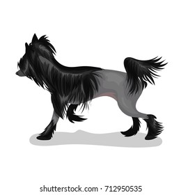 chinrse crested dog