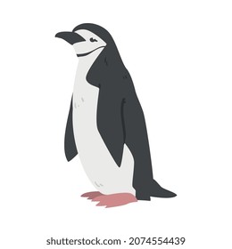 Chinstrap Penguin as Aquatic Flightless Bird with Flippers for Swimming in Standing Pose Vector Illustration