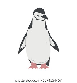 Chinstrap Penguin as Aquatic Flightless Bird with Flippers for Swimming in Standing Pose Vector Illustration